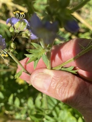 Polemonium occidentale occidentale