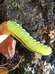 Cimbex femoratus