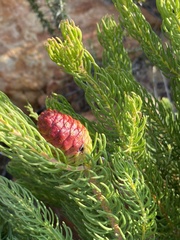 Leucadendron teretifolium