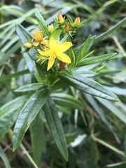 Hypericum adpressum