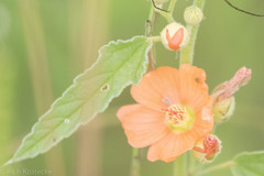 Sphaeralcea angustifolia