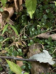 Mitchella repens