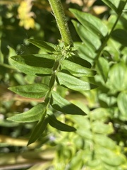 Polemonium occidentale occidentale