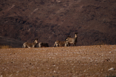 Equus zebra hartmannae
