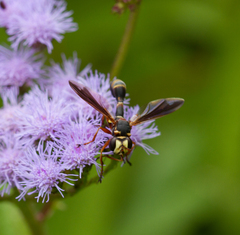 Physocephala sagittaria