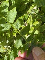 Polemonium occidentale occidentale