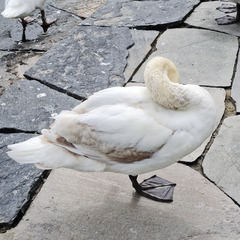 Cygnus olor