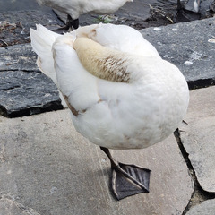 Cygnus olor