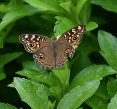 Junonia lemonias