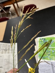 Sorghum halepense