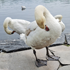 Cygnus olor