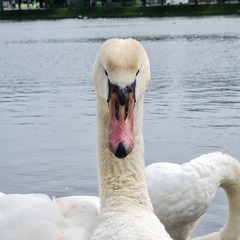 Cygnus olor