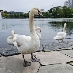 Cygnus olor