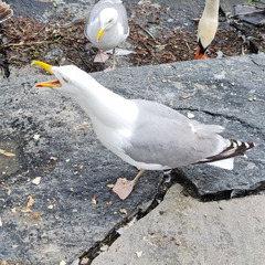 Larus argentatus