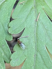 Diptera