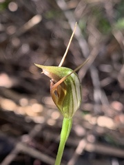 Pterostylis oblonga