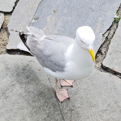 Larus argentatus