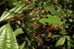 Miconia lateriflora