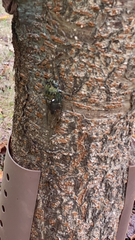 Neotibicen pruinosus