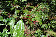 Miconia lateriflora