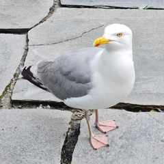 Larus argentatus
