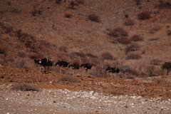 Struthio camelus australis