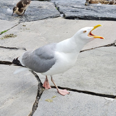 Larus argentatus