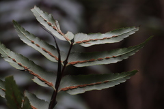 Asplenium friesiorum