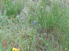 Gentianopsis