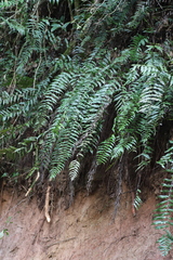 Asplenium friesiorum