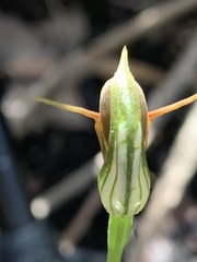 Pterostylis oblonga
