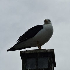 Larus