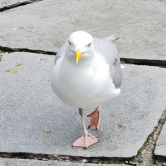 Larus argentatus