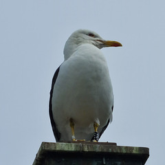 Larus