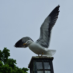 Larus