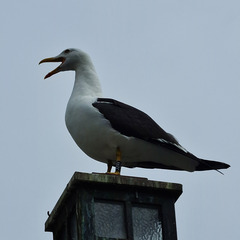 Larus