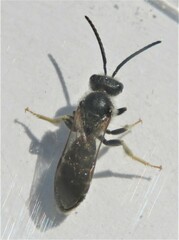 Halictus rubicundus