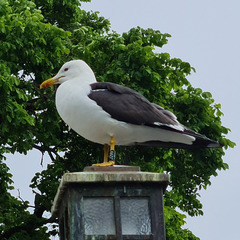 Larus