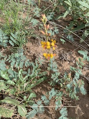 Hoffmannseggia glauca