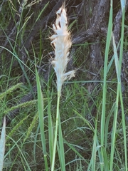 Bothriochloa barbinodis