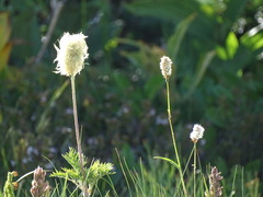 Pulsatilla occidentalis