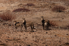 Equus zebra hartmannae