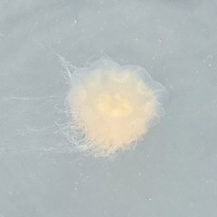 Cyanea capillata
