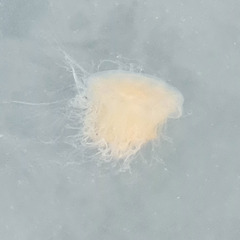 Cyanea capillata
