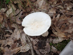 Amanita abrupta