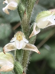 Goodyera oblongifolia