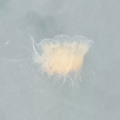 Cyanea capillata
