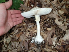 Amanita abrupta