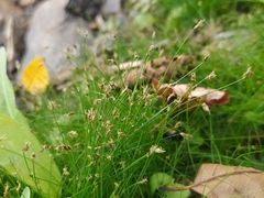 Eleocharis acicularis