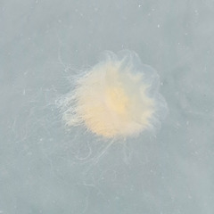 Cyanea capillata